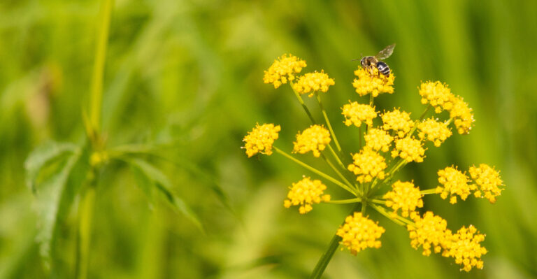 bee on golden alexander