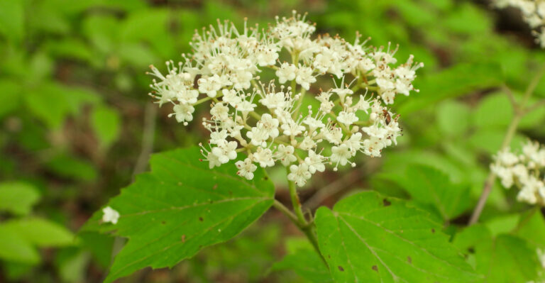 white flowering shrub
