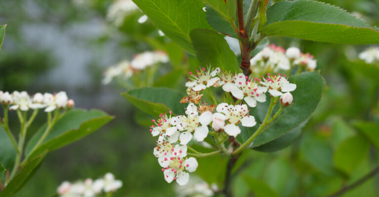 black chokeberry
