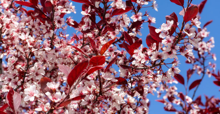 shrub branches
