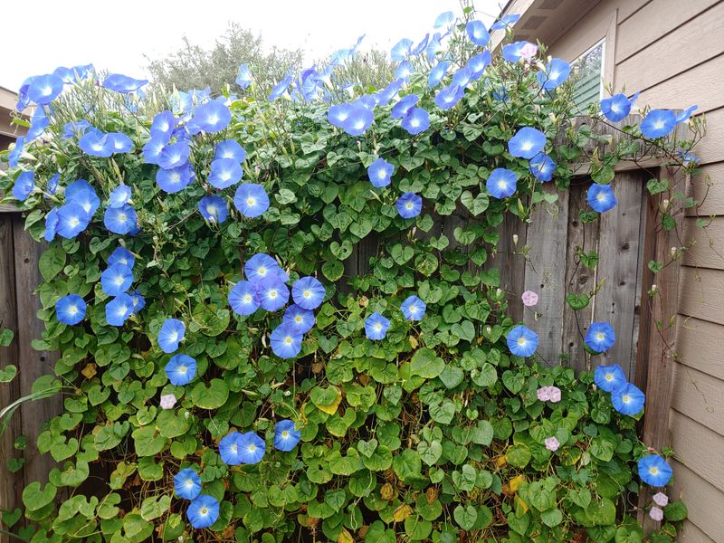 Native Morning Glory Vines Need Careful Selection