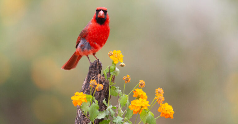 cardinal on flower