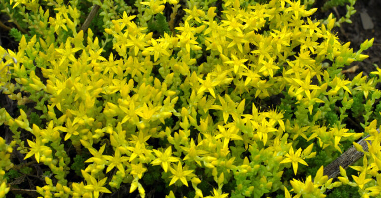 ground cover