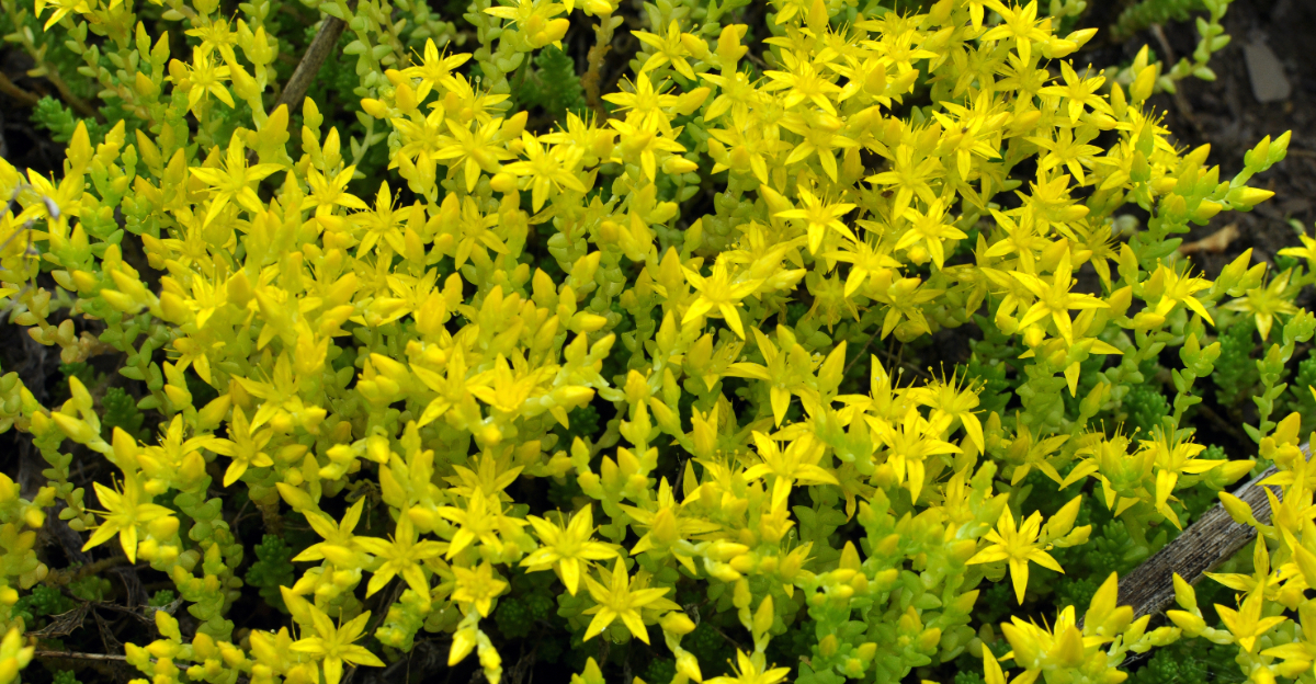 ground cover