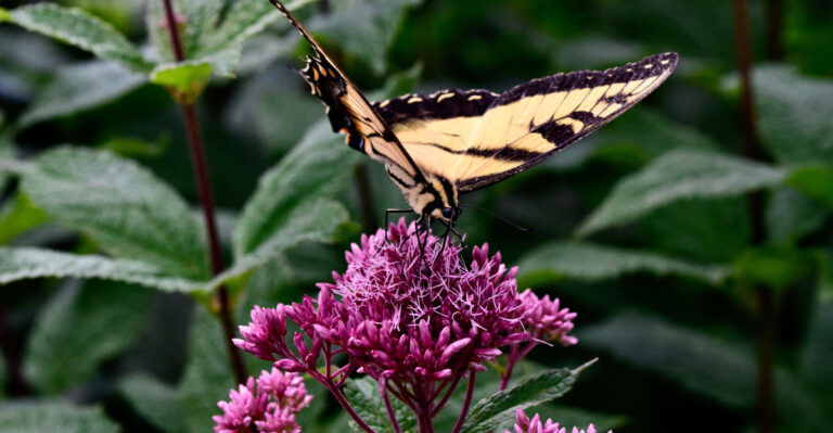 butterfly on joe pye weed