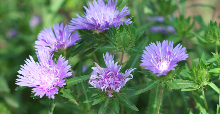 fringed aster