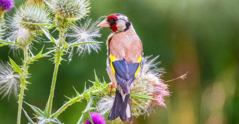 goldfinch on thistle