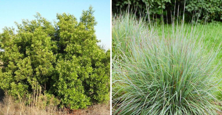 Native North Carolina Plants That Practically Grow Themselves In Any Yard