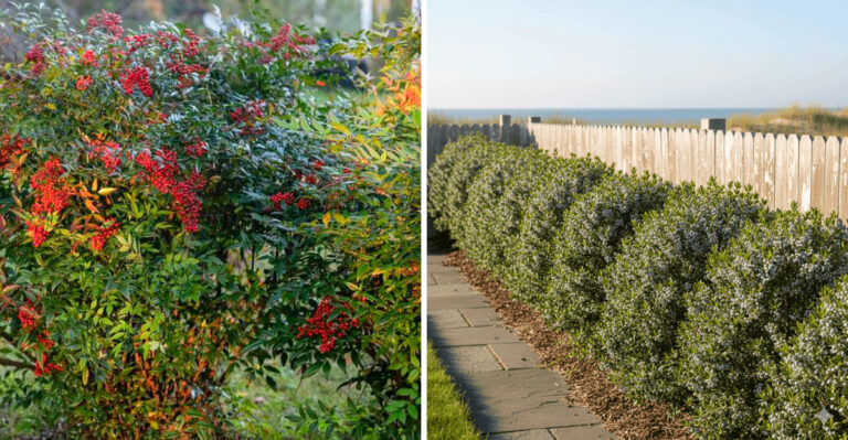 Native North Carolina Shrubs That Outperform Arborvitae As Privacy Screens In Tough Spots