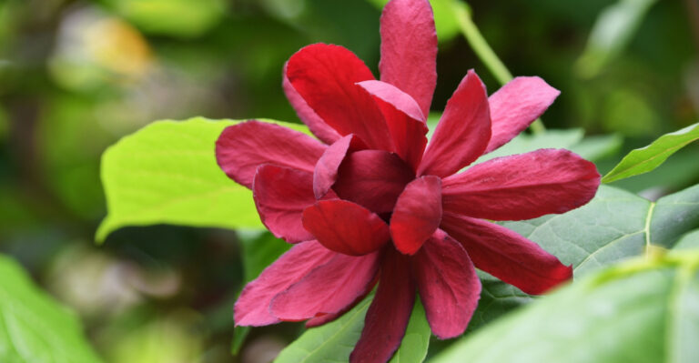 Native North Carolina Shrubs That Outperform Hydrangeas In Heat And Humidity