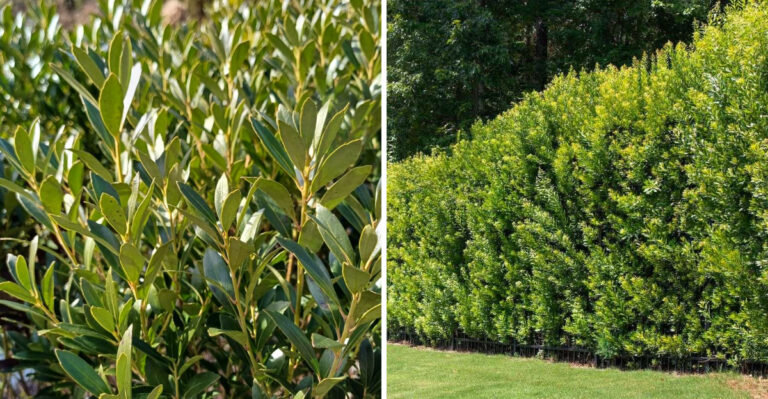 Native North Carolina Shrubs That Outperform Leyland Cypress As Privacy Screens