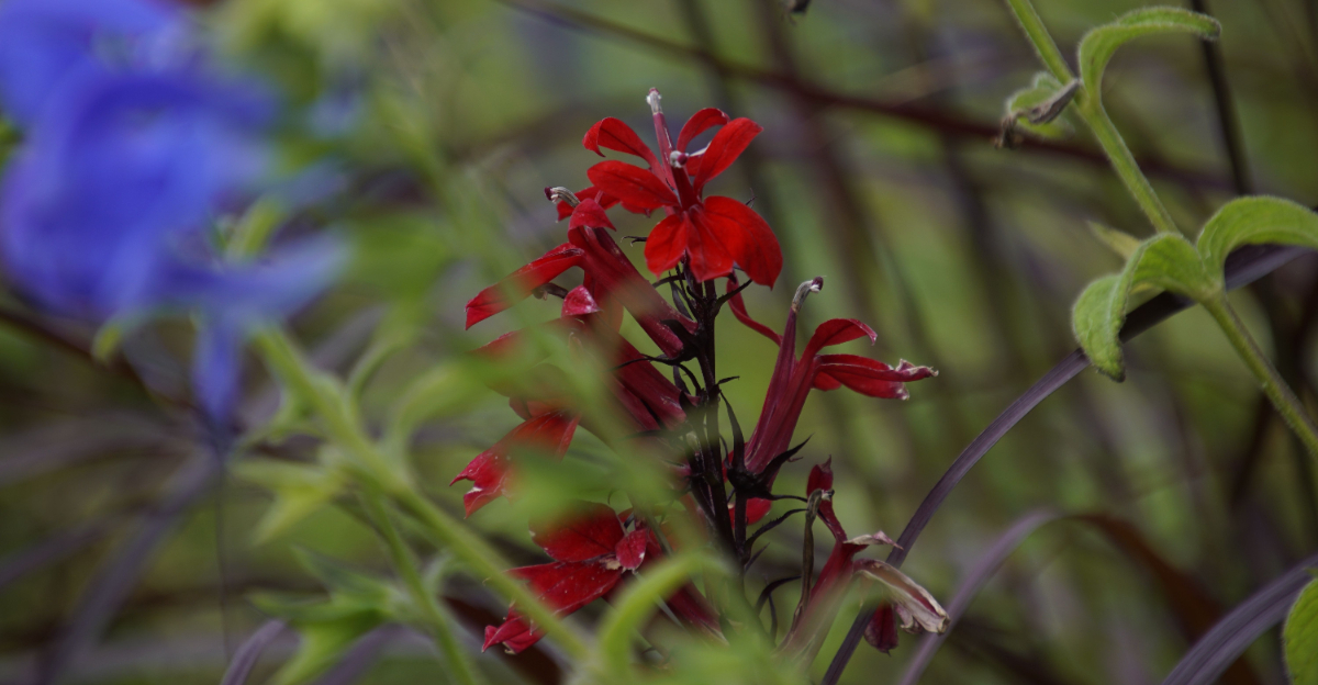 cardinal flower