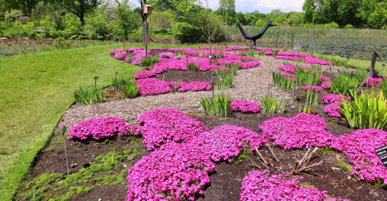creeping phlox slope