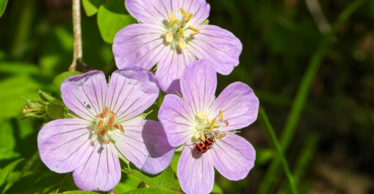 Native Ohio Groundcovers To Plant In May Before Weeds Take Over