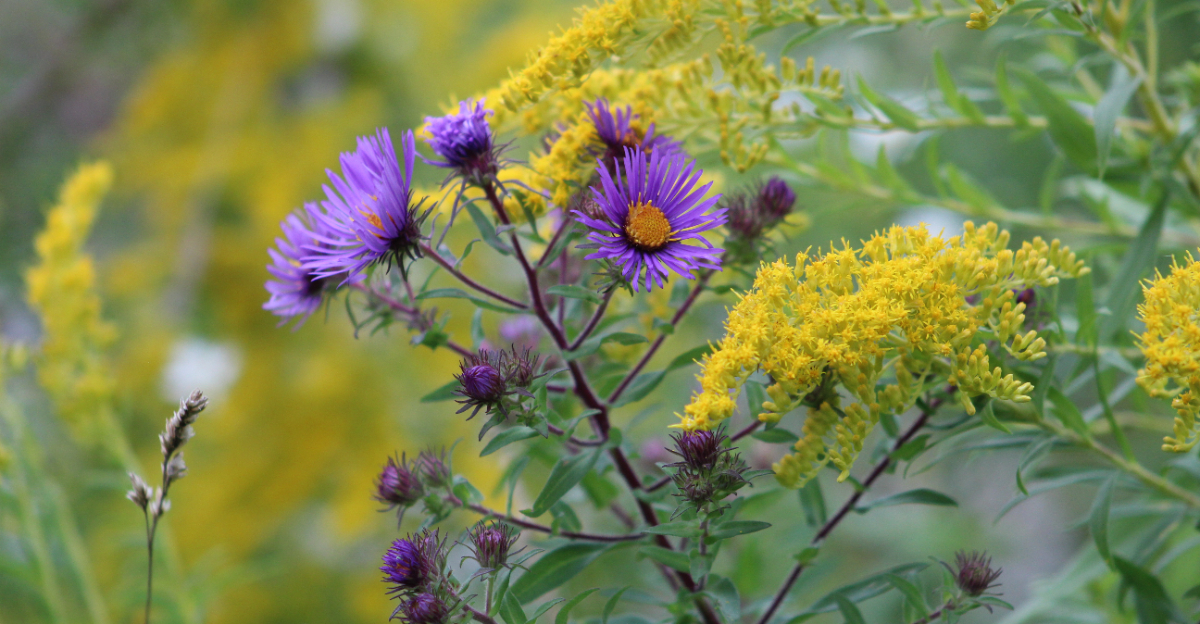 native aster and goldenrod