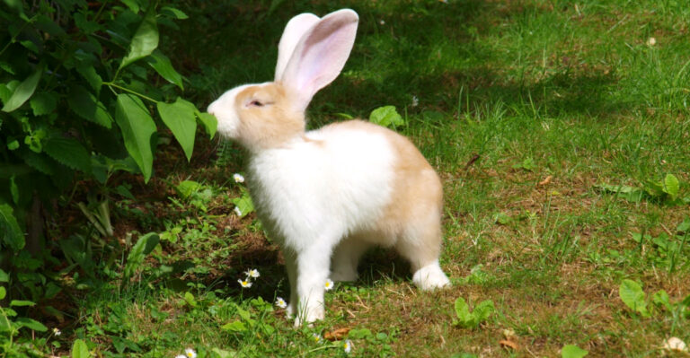 Native Ohio Plants That Rabbits Are Less Likely To Destroy