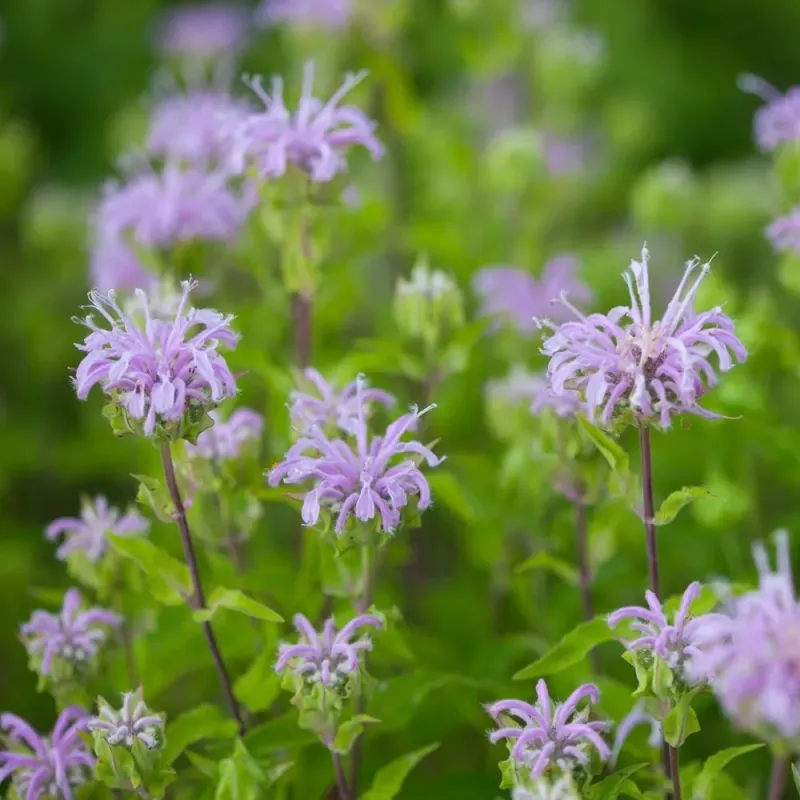 Wild Bergamot Adds Fragrant Summer Color