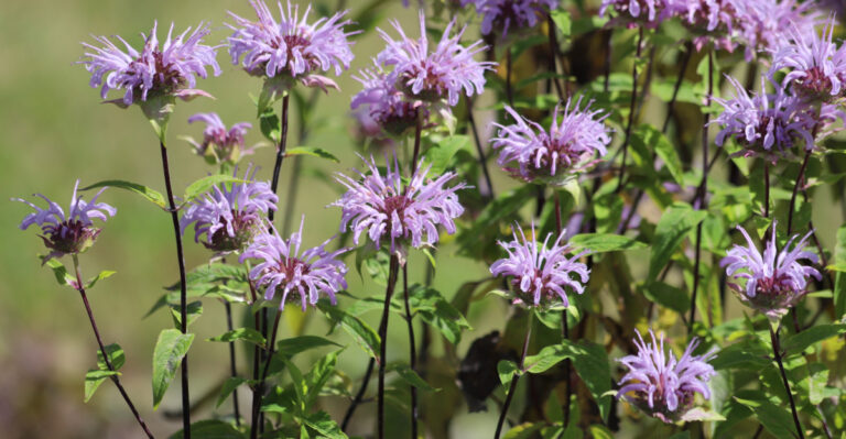 wild bergamot