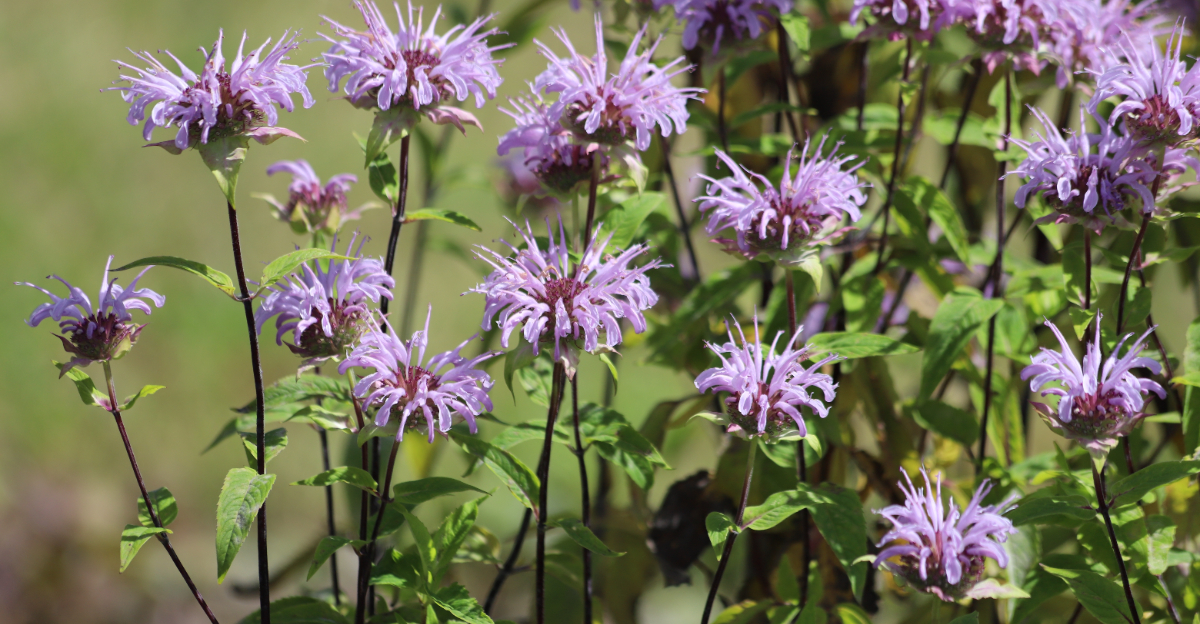 wild bergamot