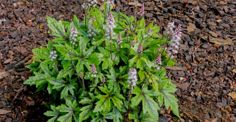 Native Ohio Plants To Grow Instead Of Hostas In Shady May Beds