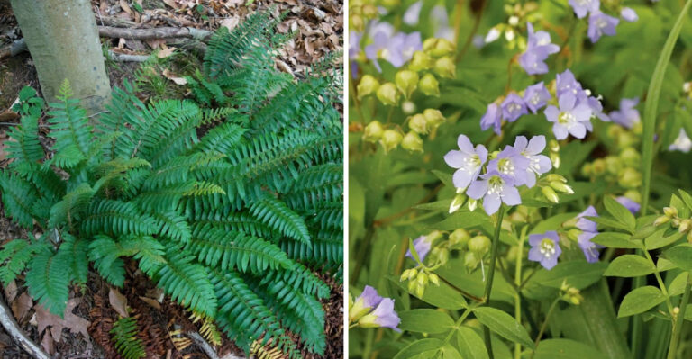 Native Ohio Plants To Grow Instead Of Pachysandra Under Mature Trees