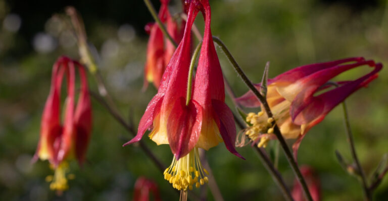 Native Ohio Plants To Grow Instead Of Petunias This May