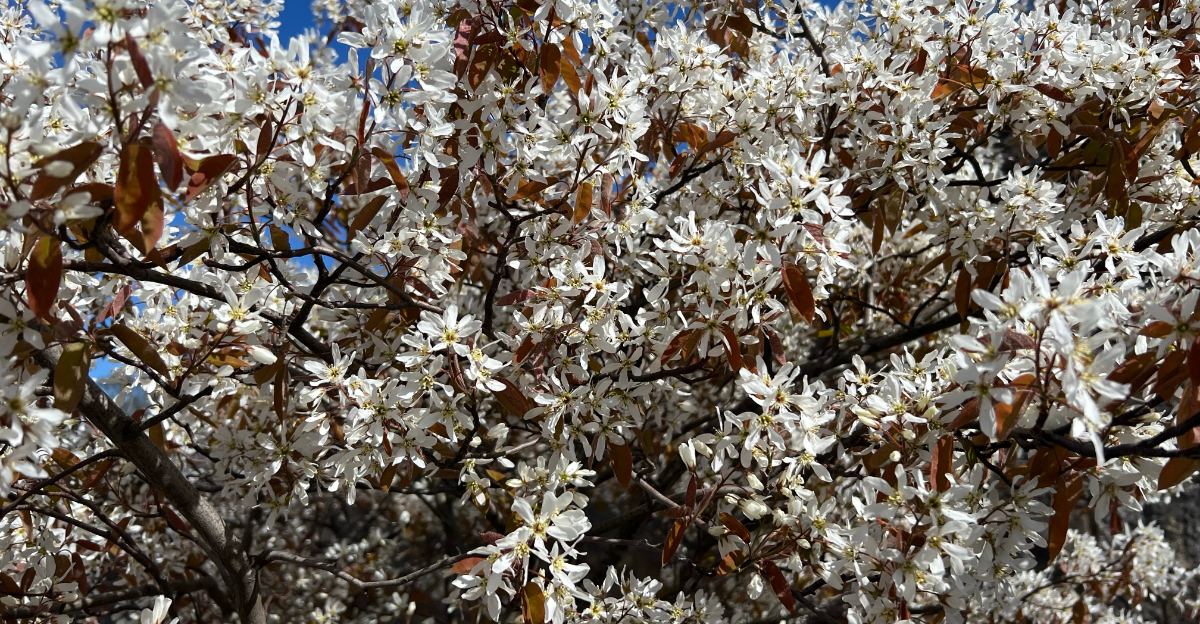 serviceberry
