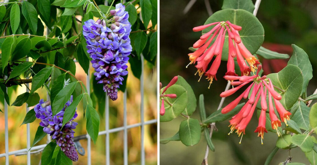 Native Vines Native Ohio Vines That Outperform Clematis On Fences And Trellises ...