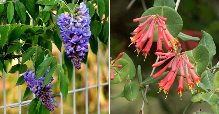 Native Ohio Vines That Outperform Clematis On Fences And Trellises