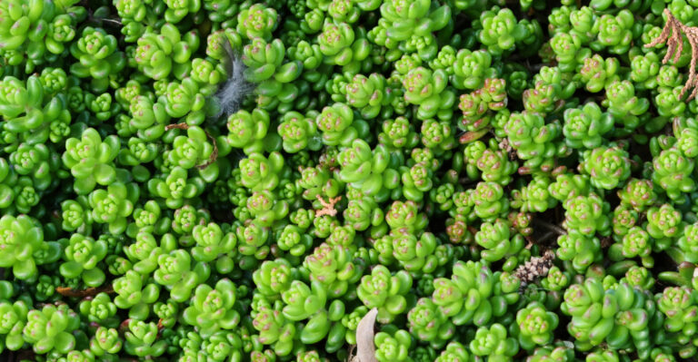 Native Oregon Groundcovers That Outperform Mulch As Weed Barriers In Tough Spots