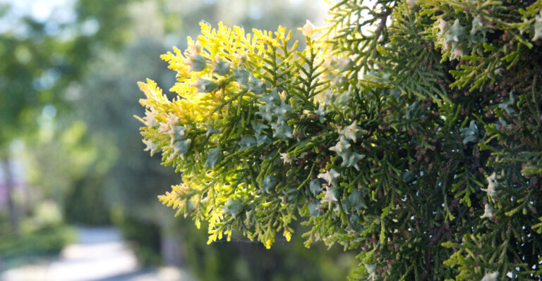 Native Oregon Shrubs That Outperform Leyland Cypress As Privacy Screens