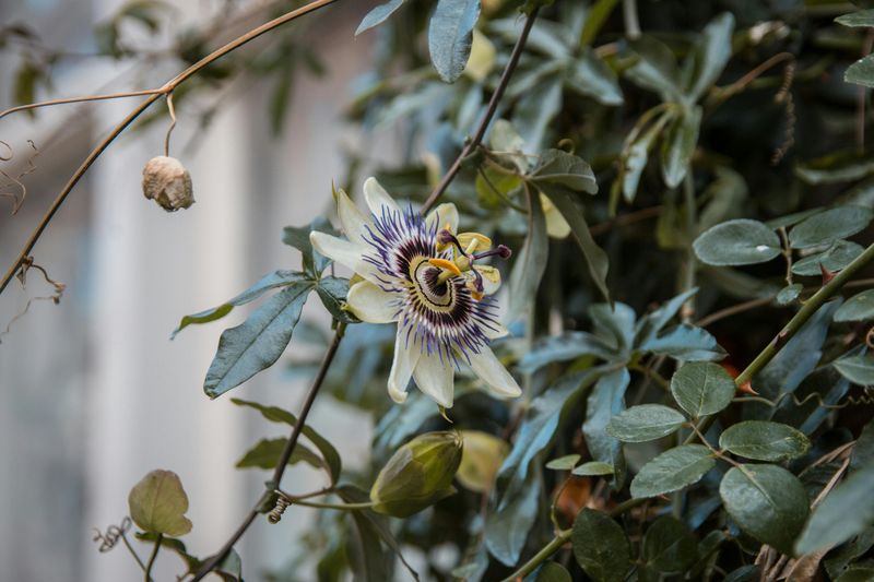 Native Passionflower Native Passionflower