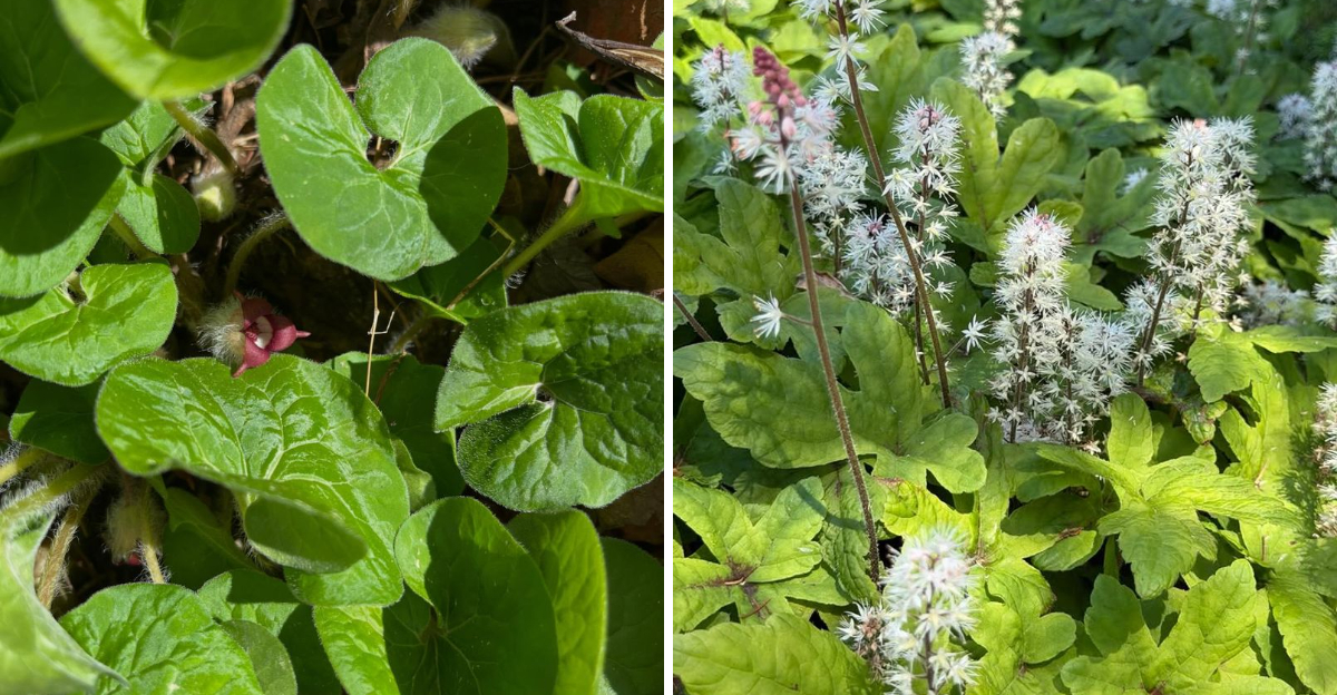 wild ginger and foamflower