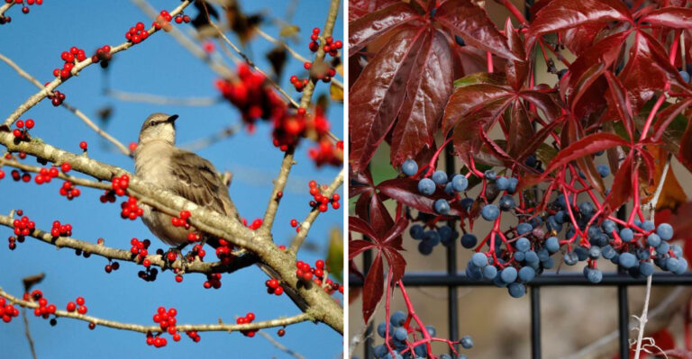 Native Pennsylvania Plants That Attract Birds Known To Eat Ticks