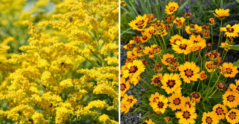 goldenrod and coreopsis