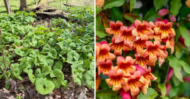 wild ginger and crossvine