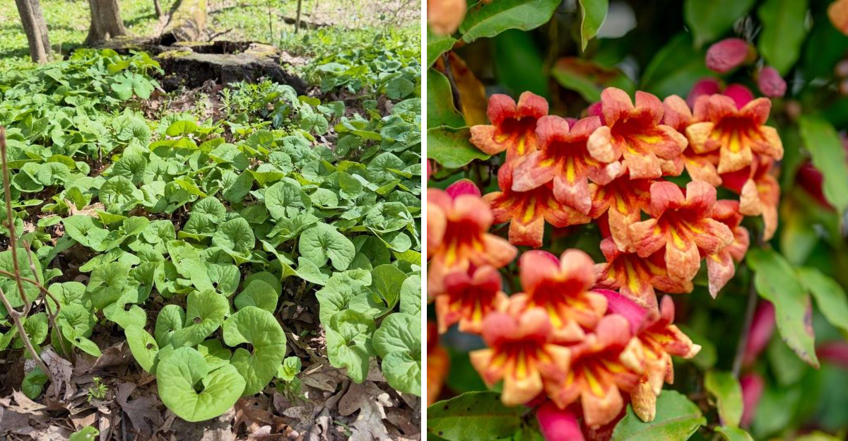 wild ginger and crossvine