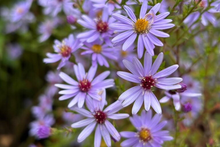 Blue Wood Aster