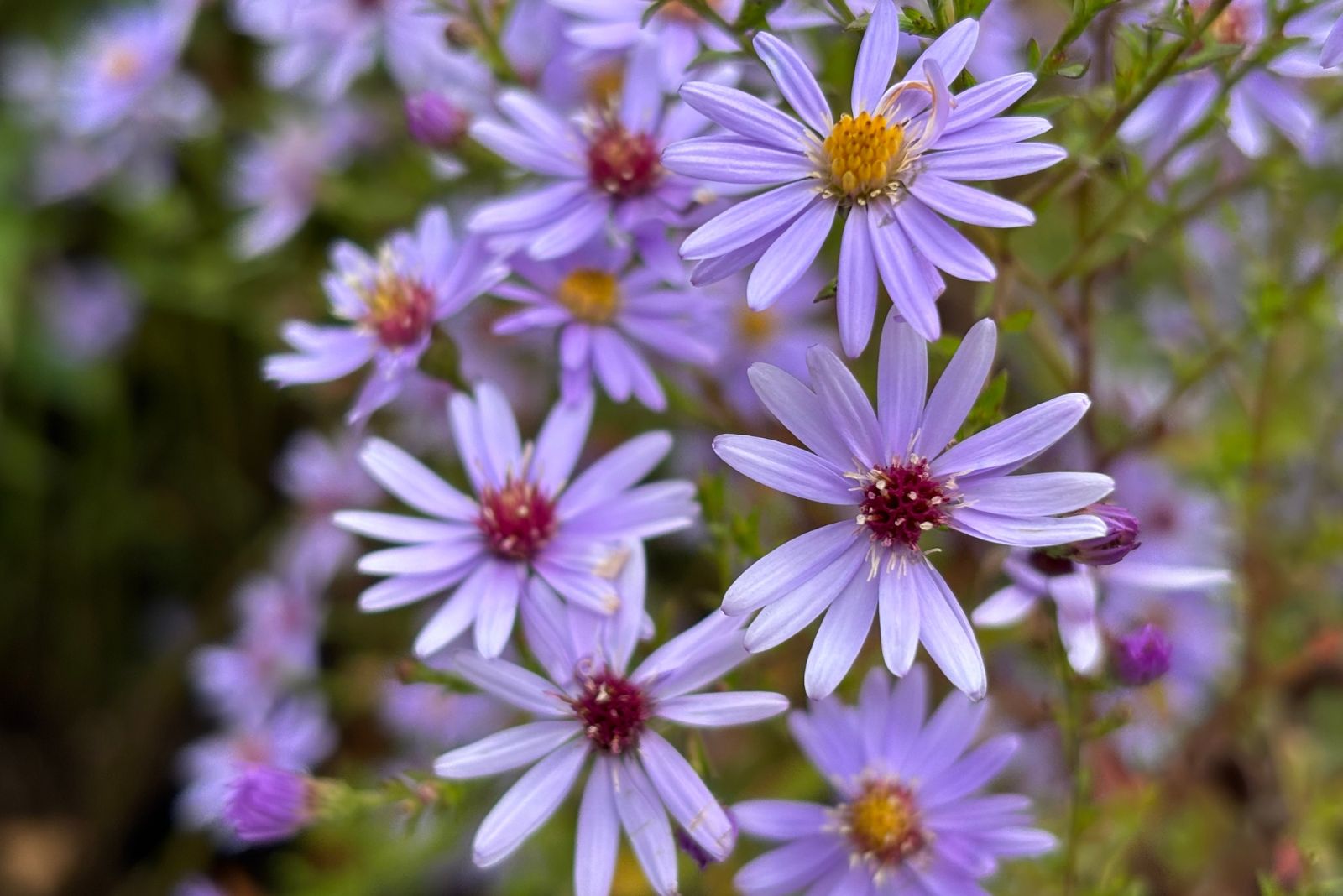 Blue Wood Aster