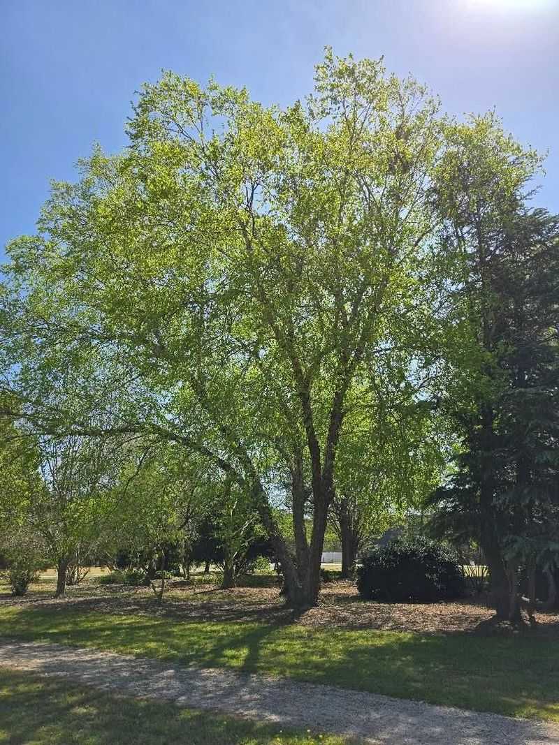 Native Plants And Trees Help Build A Better Bat Garden