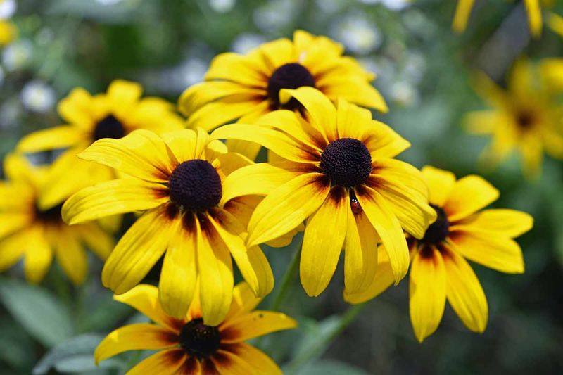 Native Plants Create More Natural-Looking Landscapes Native Plants Create More Natural-Looking Landscapes