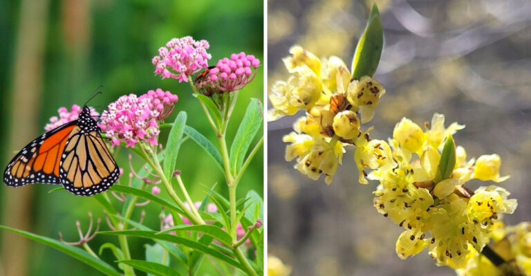 Native Plants For Western Pennsylvania That Thrive In Wet, Poorly Draining Soil