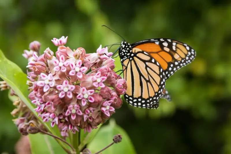 Native Plants Support More Local Wildlife Native Plants Support More Local Wildlife