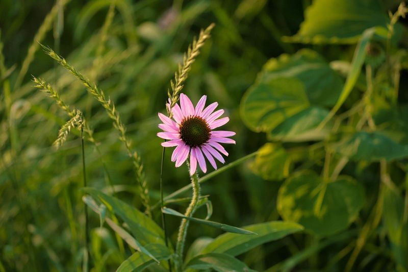 Native Plants Worth Growing Instead