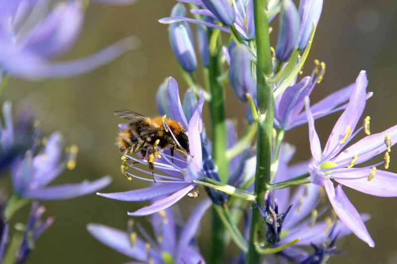 Native Pollinators Rely On Established Wild Hyacinth Colonies