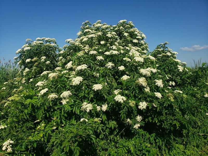 Native Roots Make Elderberry A Natural Ohio Fit