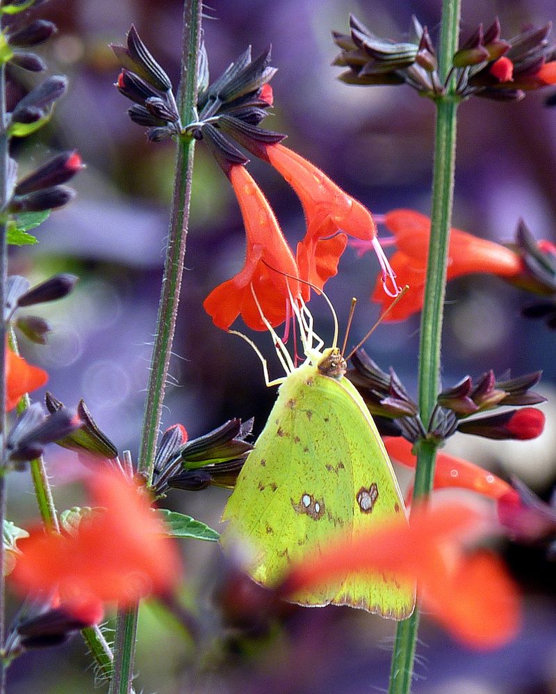 Native Salvia Supports Florida Pollinators