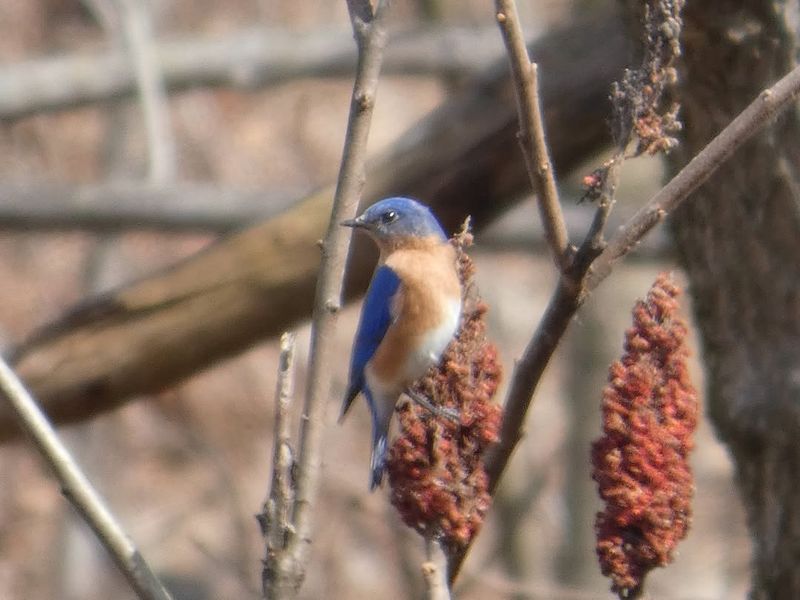 Native Sumac Gives Bluebirds Another Berry Source
