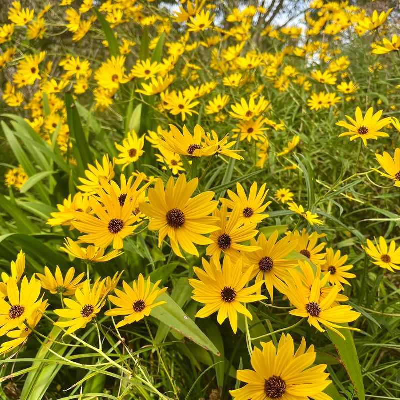Native Sunflowers Turn Into Backyard Feeding Stops