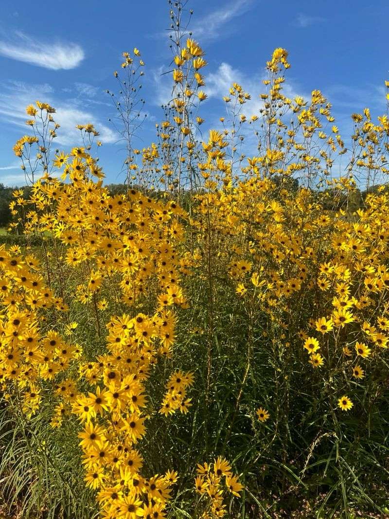 Native Sunflowers 